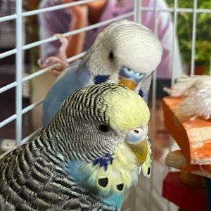 Meet your Posher, Collina